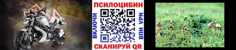 Галлюциногенные грибы Psilocybe  Чекалин 